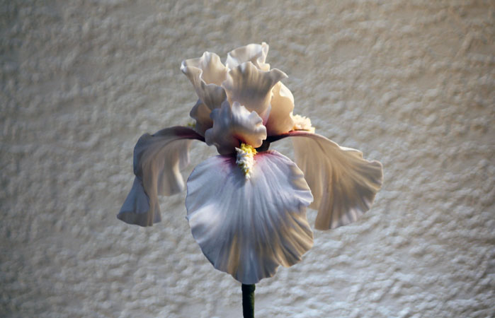 White-bearded iris